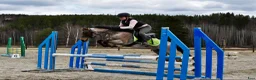 Allround hästar till salu: Drömponnyn perfekta barnponny med enorm kapacitet  - Annons 1
