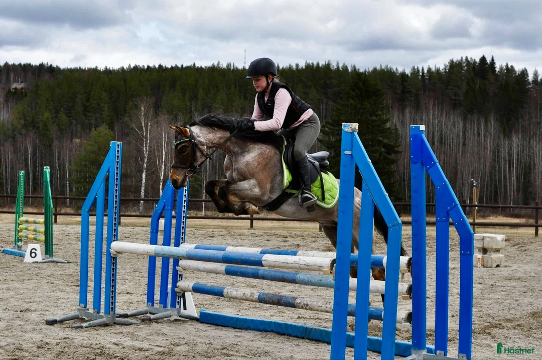 Allround hästar till salu: Drömponnyn perfekta barnponny med enorm kapacitet  - Annons 1