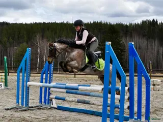 hästar Drömponnyn perfekta barnponny med enorm kapacitet - Annons 1