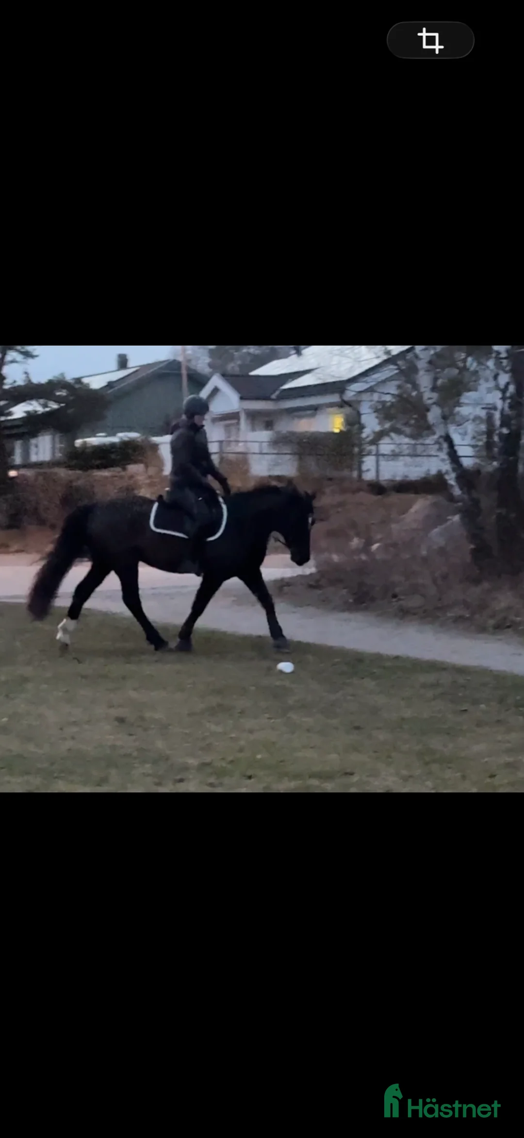 Allround hästar till salu: Valack söker bästa vän för skogsridning/roligheter i Jämjö - Annons 2