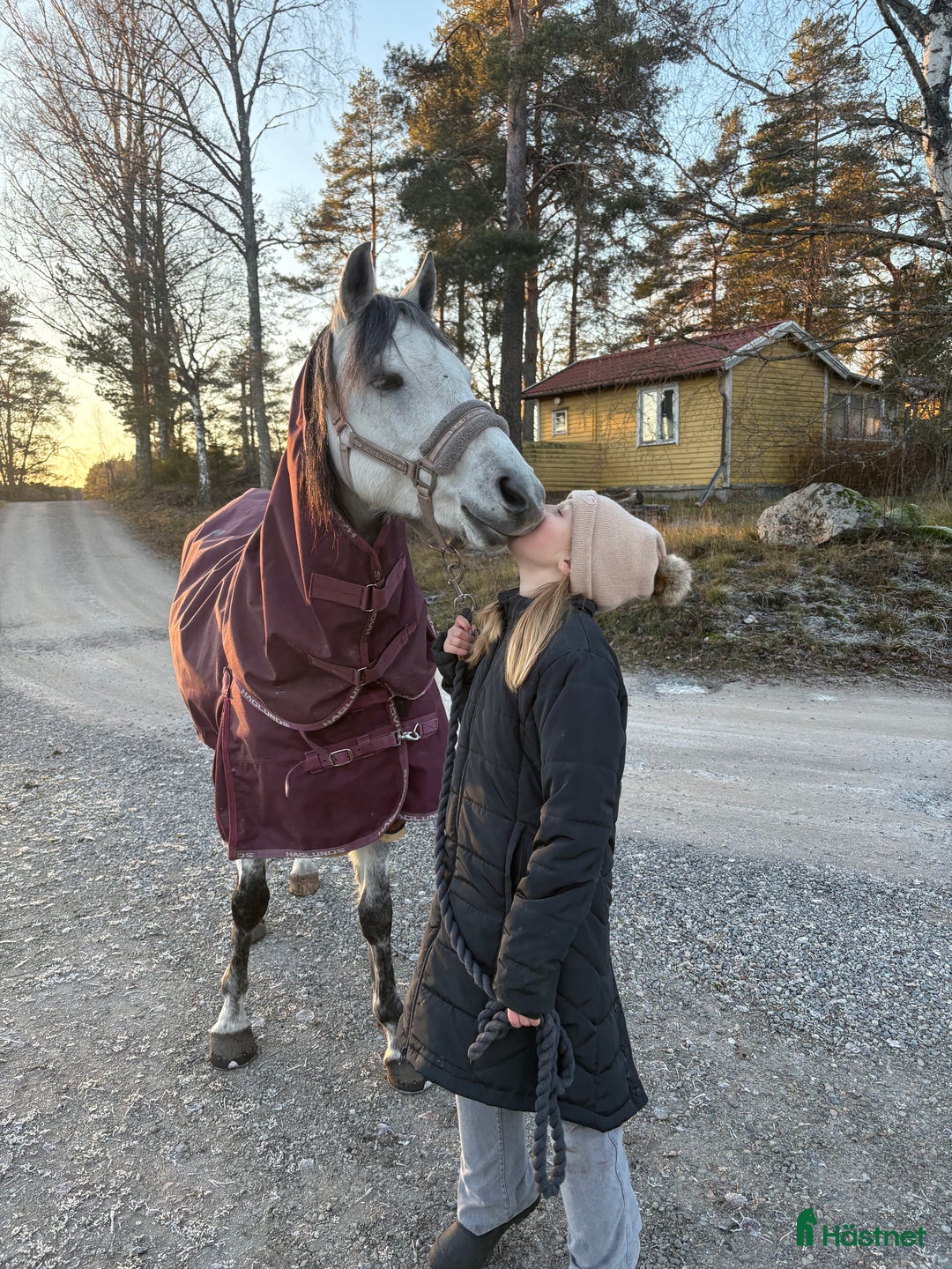 Allround hästar sökes: Söker en bästa kompis  i Hölö - Annons 1