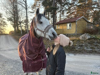 hästar Söker en bästa kompis i Hölö - Annons 13