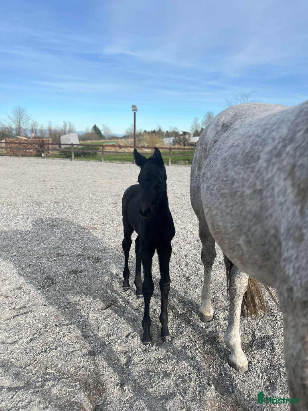 Hoppning hästar till salu: 1 years old mare for sale  - Annons 2