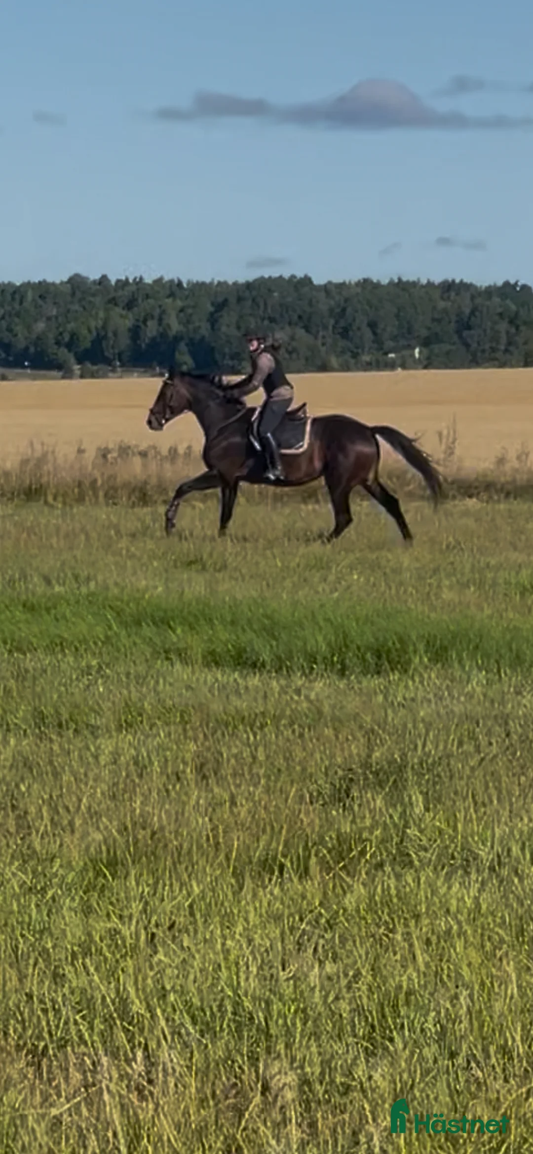 Hoppning hästar till salu: Hopp/fälttävlans sto m coolt psyke  - Annons 1