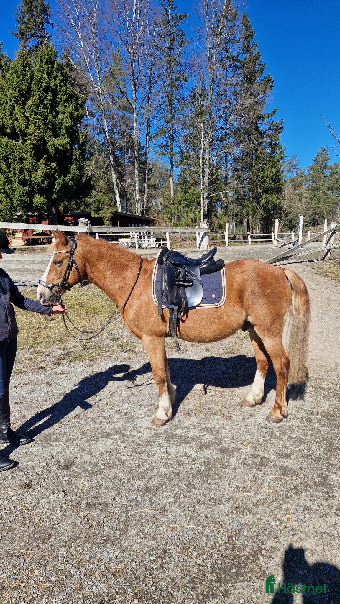  hästar Välriden äldre gentleman  - Annons 16