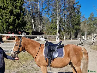 hästar Välriden äldre gentleman - Annons 16