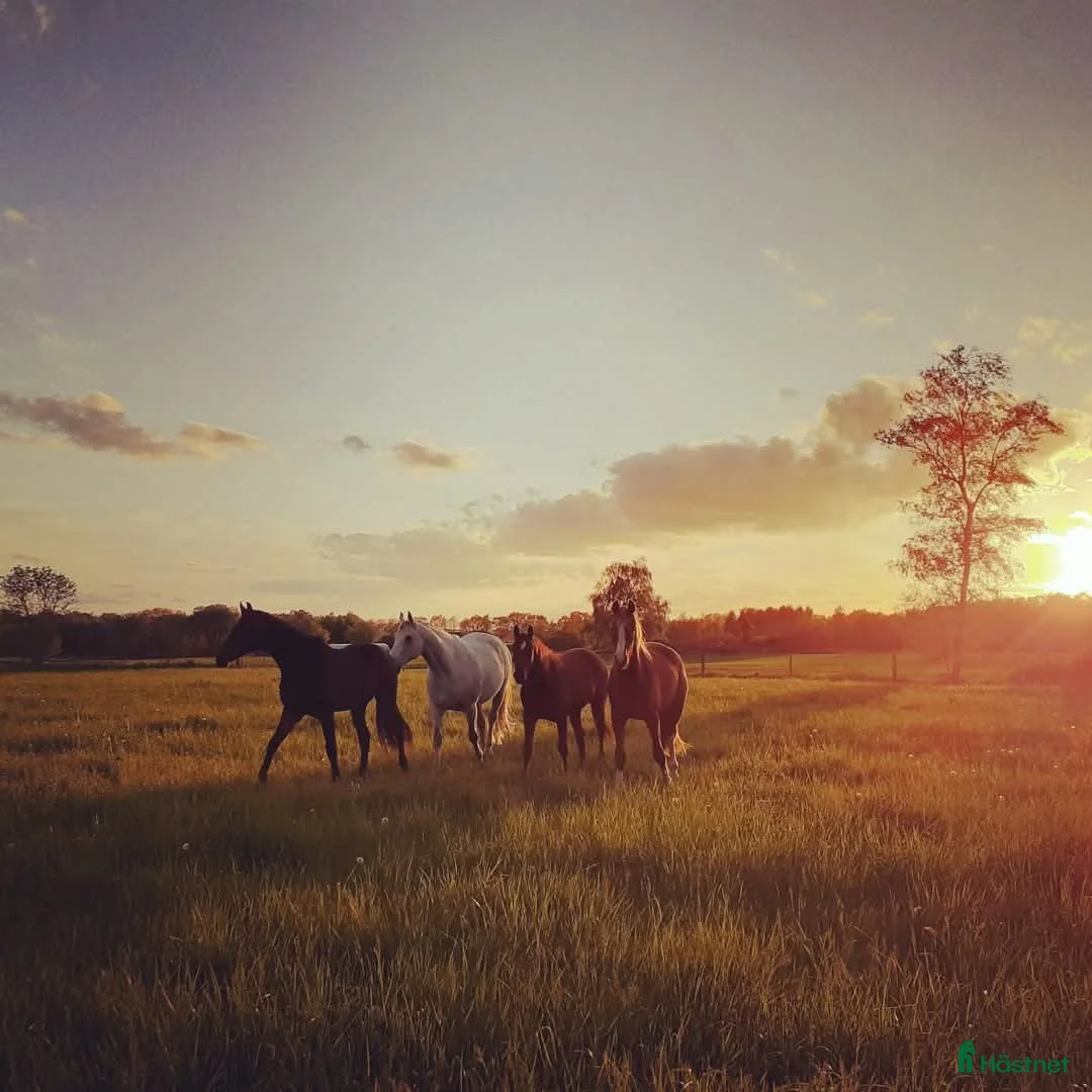  stallplats finnes: 1 ledig plats på underbar lösdrift  i Hörby - Annons 14