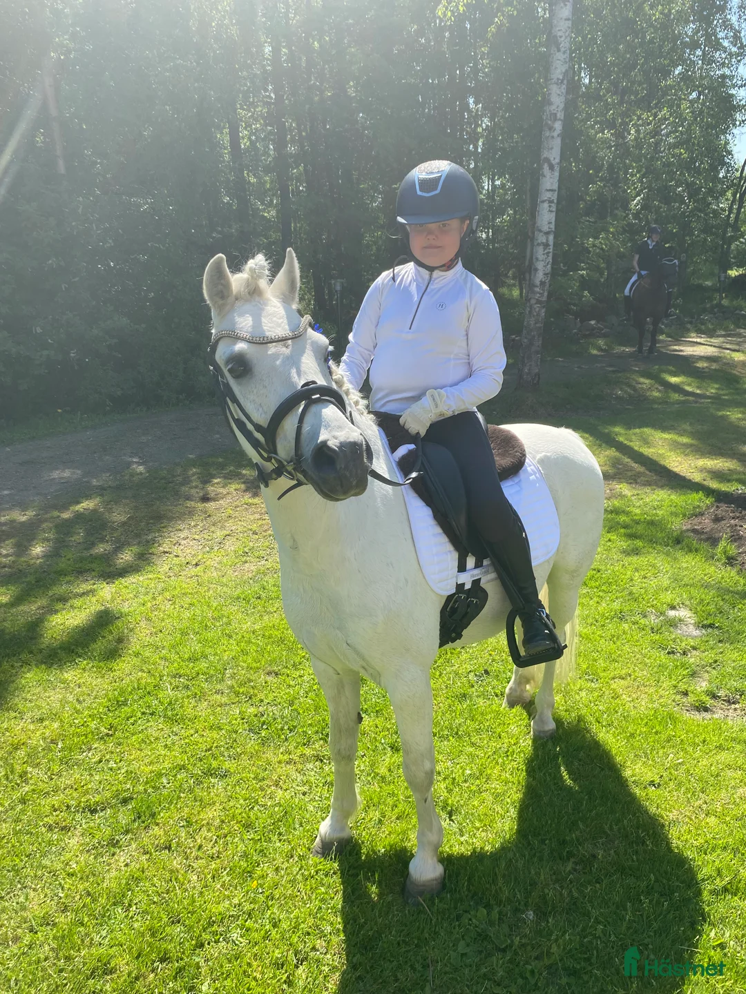 Dressyr hästar till salu: Dream Welsh Pony - Annons 6