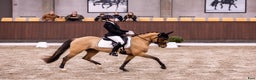 Dressyr hästar till salu: Top FEI pony til salg - Annons 4