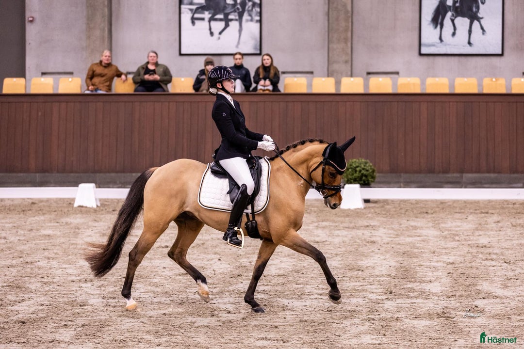 Dressyr hästar till salu: Top FEI pony til salg - Annons 4