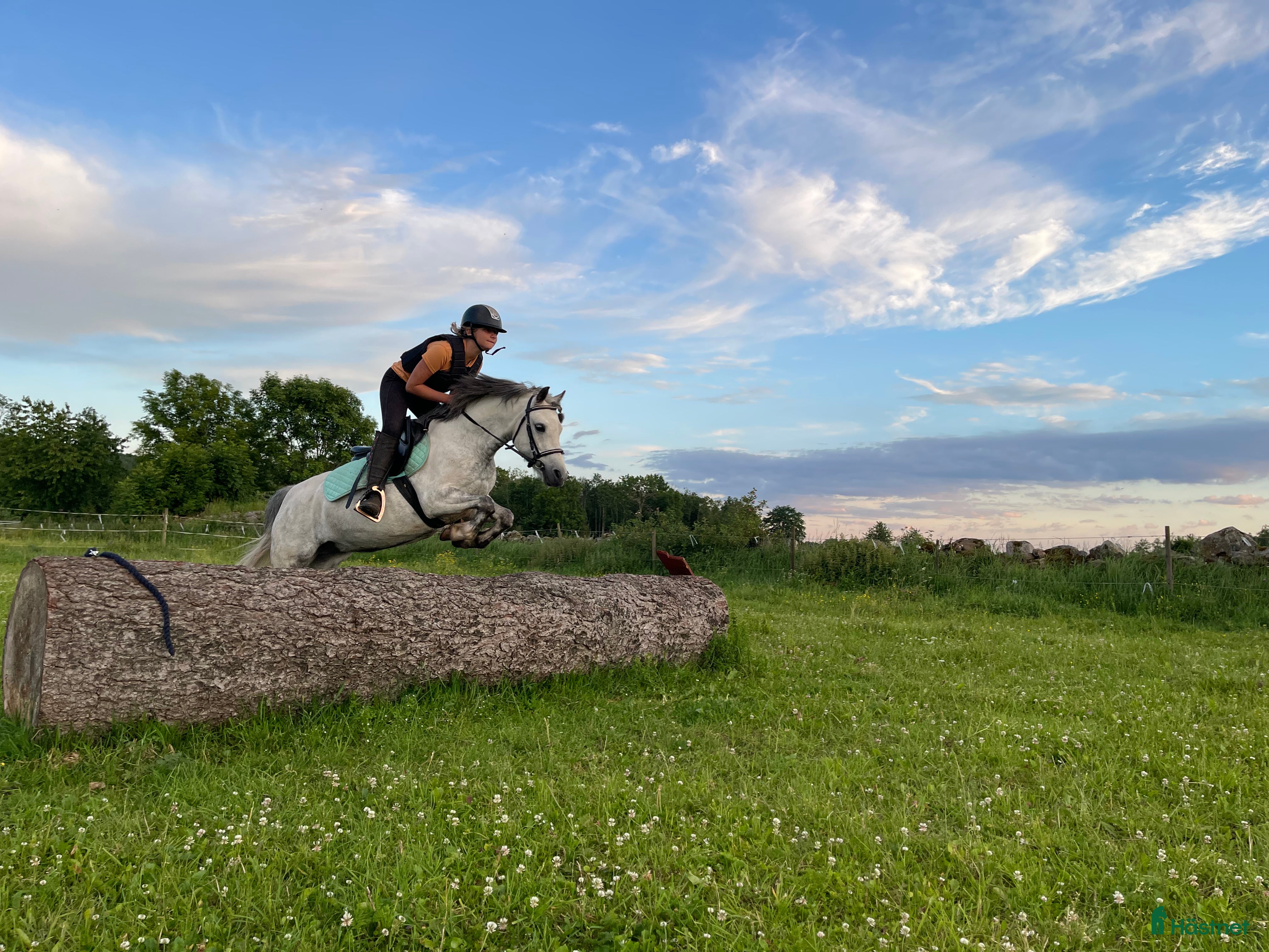  hästar B- ponny säljes!  i Falköping - Annons 12