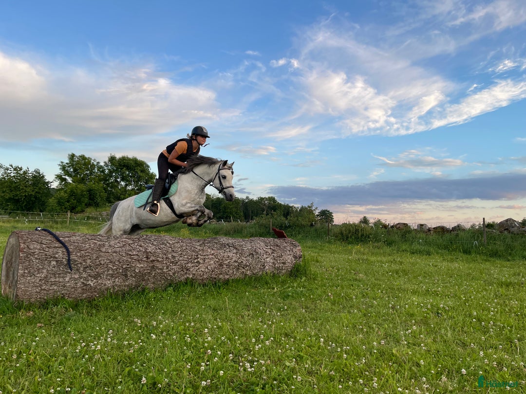 Allround hästar till salu: B- ponny säljes!  i Falköping - Annons 1