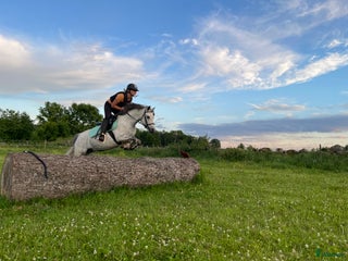 hästar B- ponny säljes! i Falköping - Annons 21