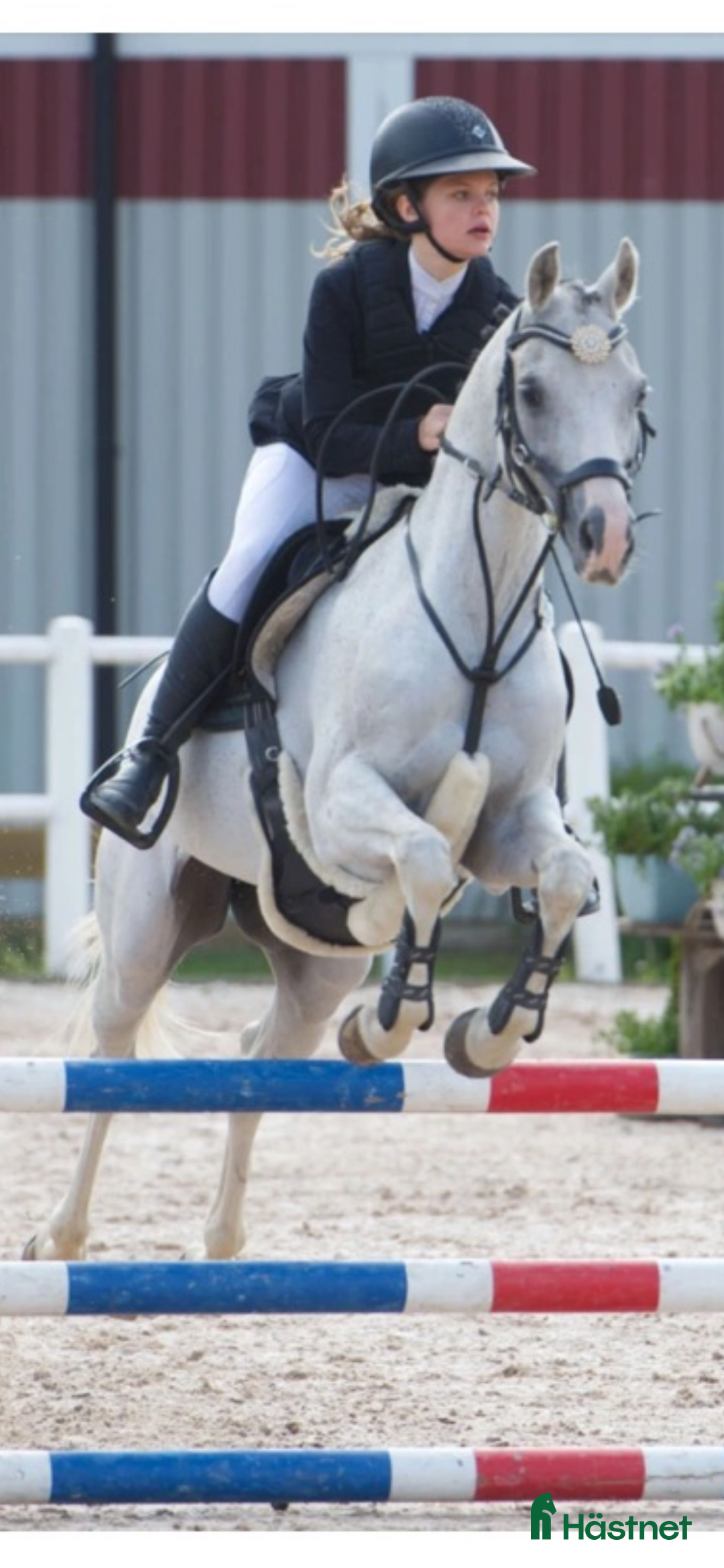 Hoppning hästar till salu: Maxad C-ponny i Älvkarleby - Annons 2