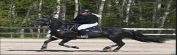 Hoppning hästar sökes: SÖKER D ponny - Annons 1
