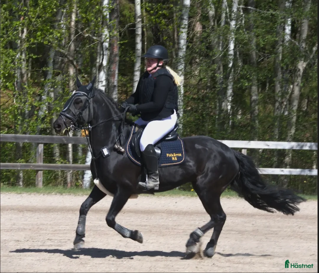 Hoppning hästar sökes: SÖKER D ponny - Annons 1