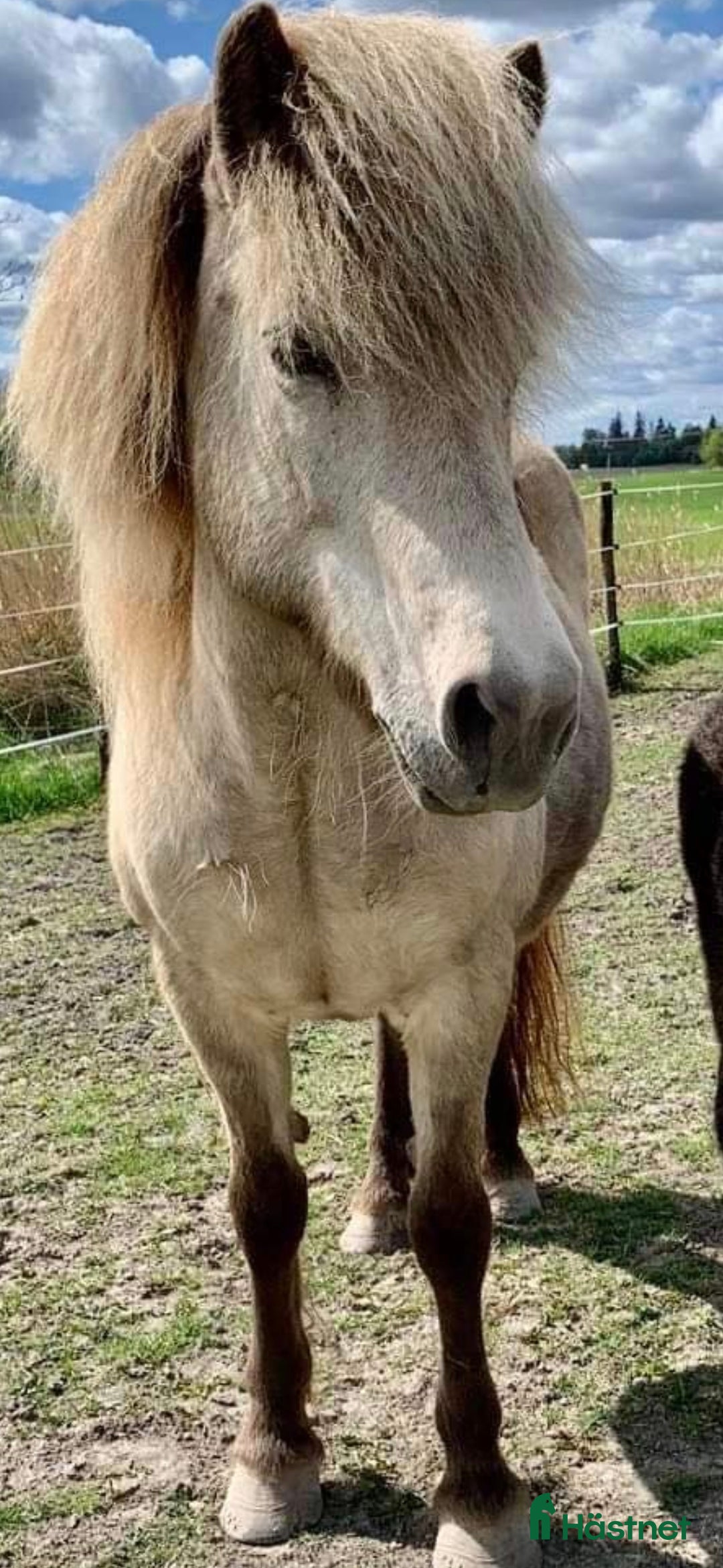  hästar Pigg dam i sina bästa år - Annons 1