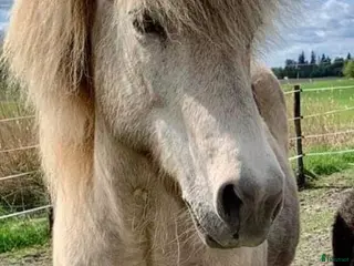 hästar Pigg dam i sina bästa år - Annons 1