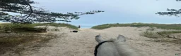 Allround hästar till salu: Drömponnyn  - Annons 9