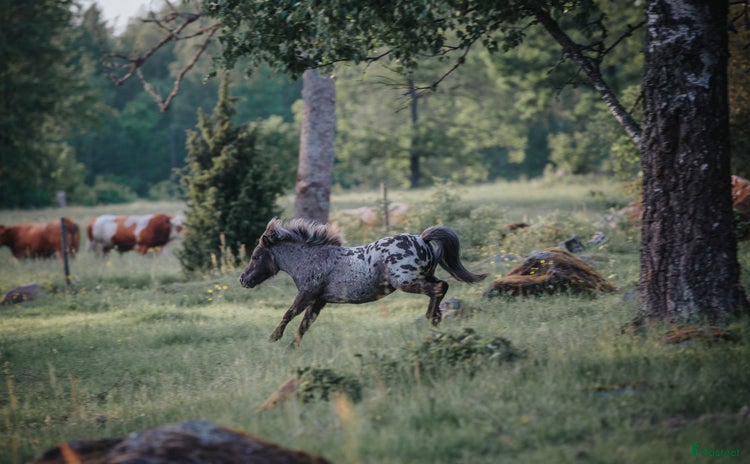  hästar i Holmsjö - Annons 2