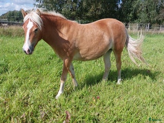 hästar Coolaste ettåringen i Kvänum - Annons 4