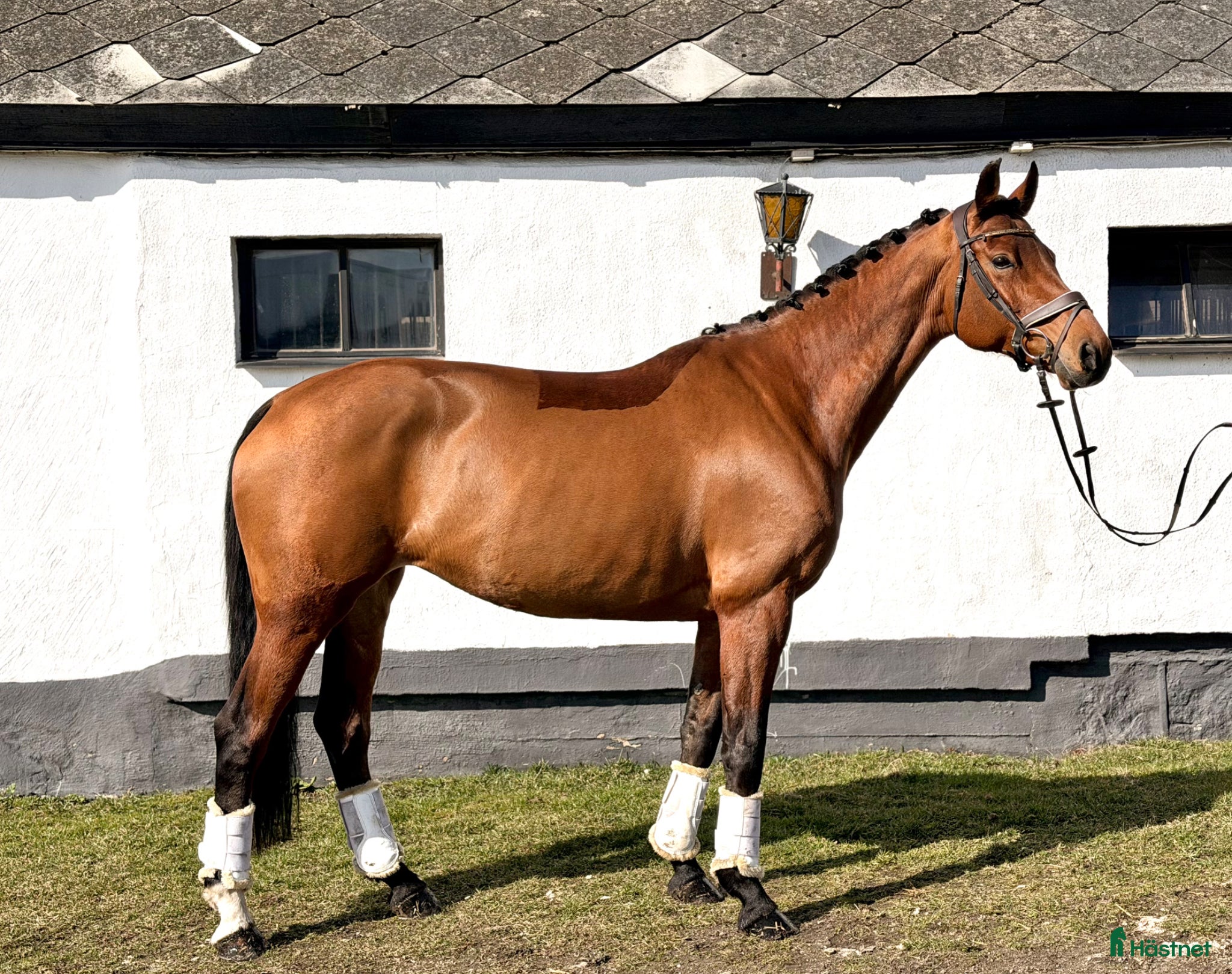 Allround hästar till salu: ⭐️TALANGFULLT STO MED MYCKET FIN PERSONLIGHET⭐️ - Annons 1