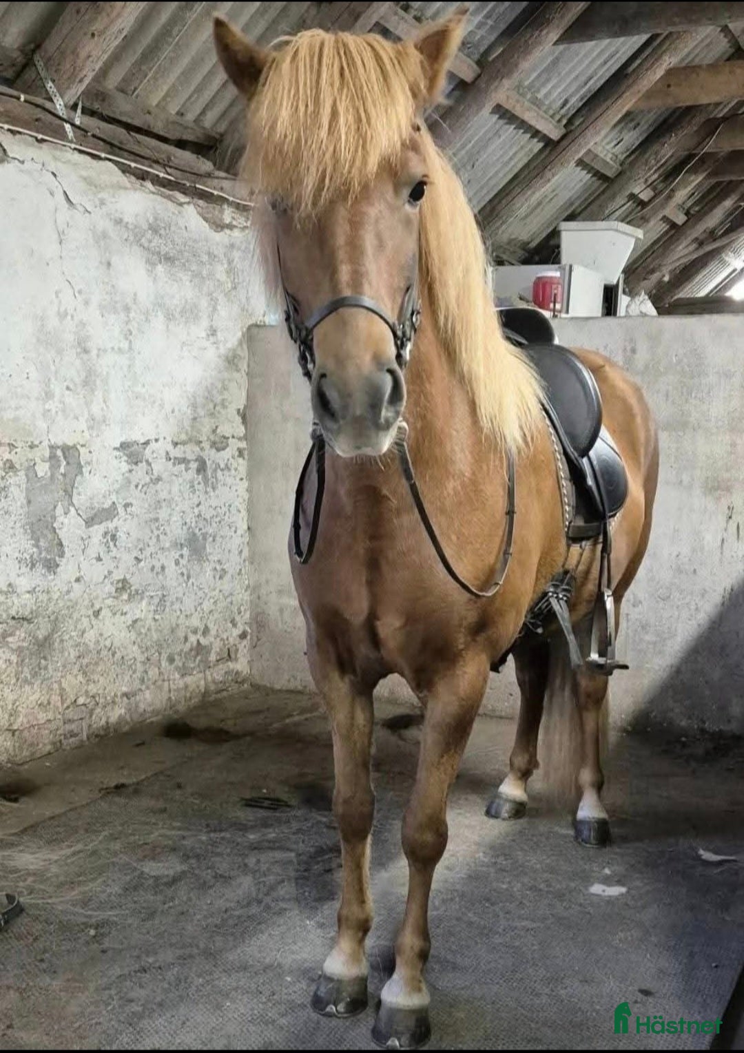  hästar Mycket fint sto!  i Sölvesborg - Annons 7