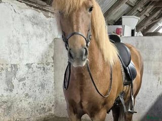 hästar Mycket fint sto! i Sölvesborg - Annons 4