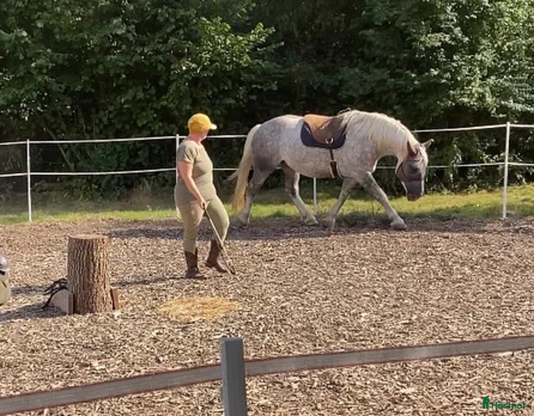 Övrigt hästar till salu: Doni söker sin människa. i Bredbyn - Annons 6
