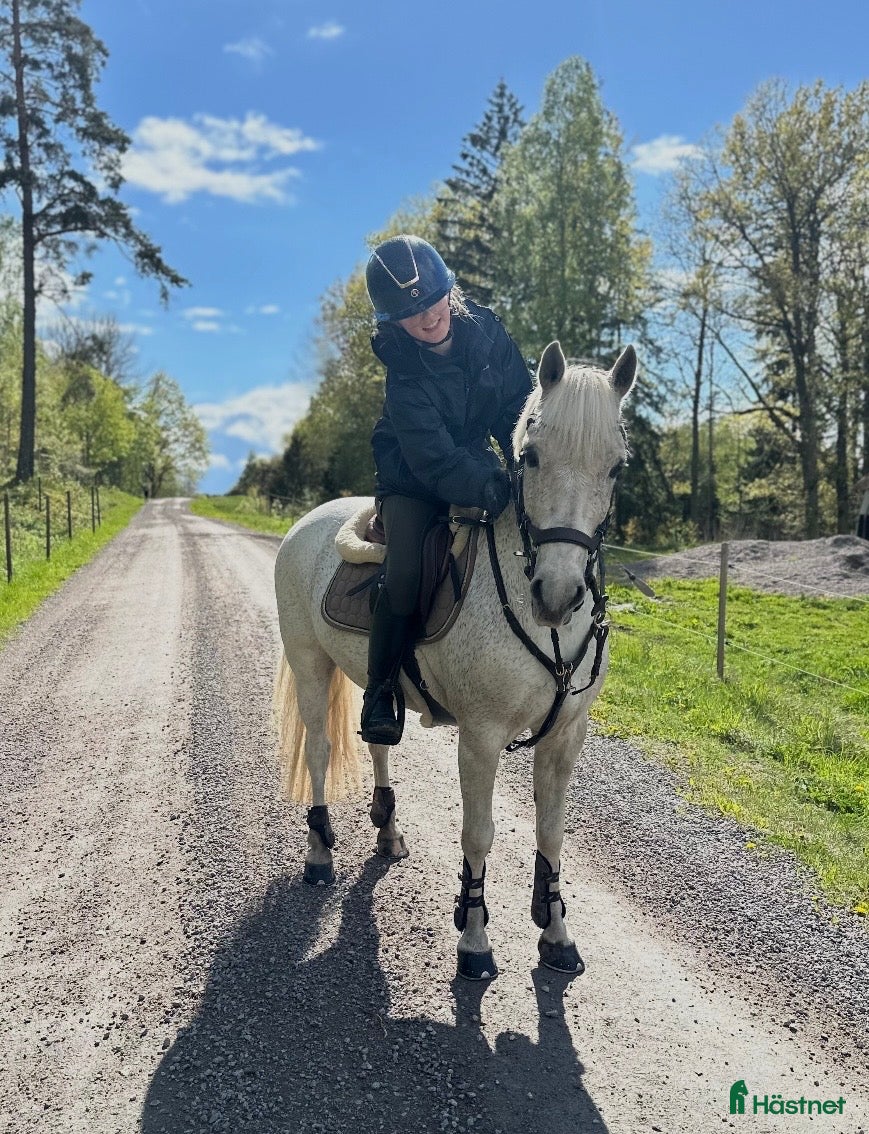  hästar Snällaste första ponnyn 🌟 - Annons 1