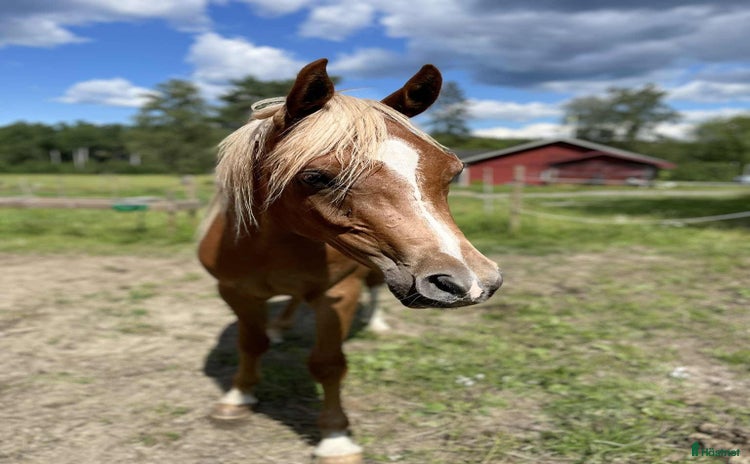  hästar i Södertälje - Annons 4