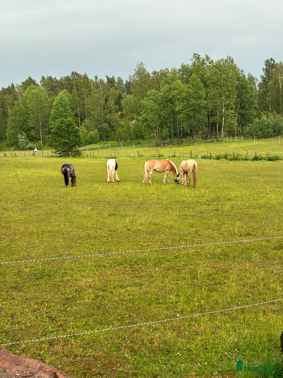  stallplats finnes: Boxplats med lång utevistelse i Åkersberga - Annons 4