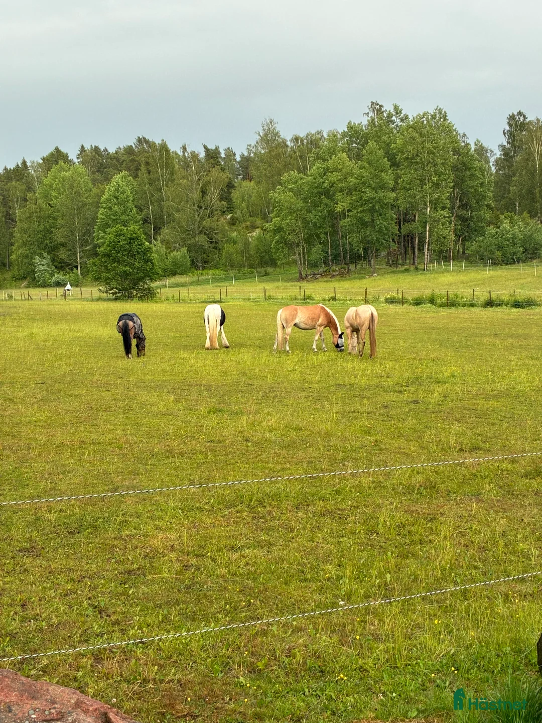  stallplats finnes: Boxplats med lång utevistelse - Annons 4