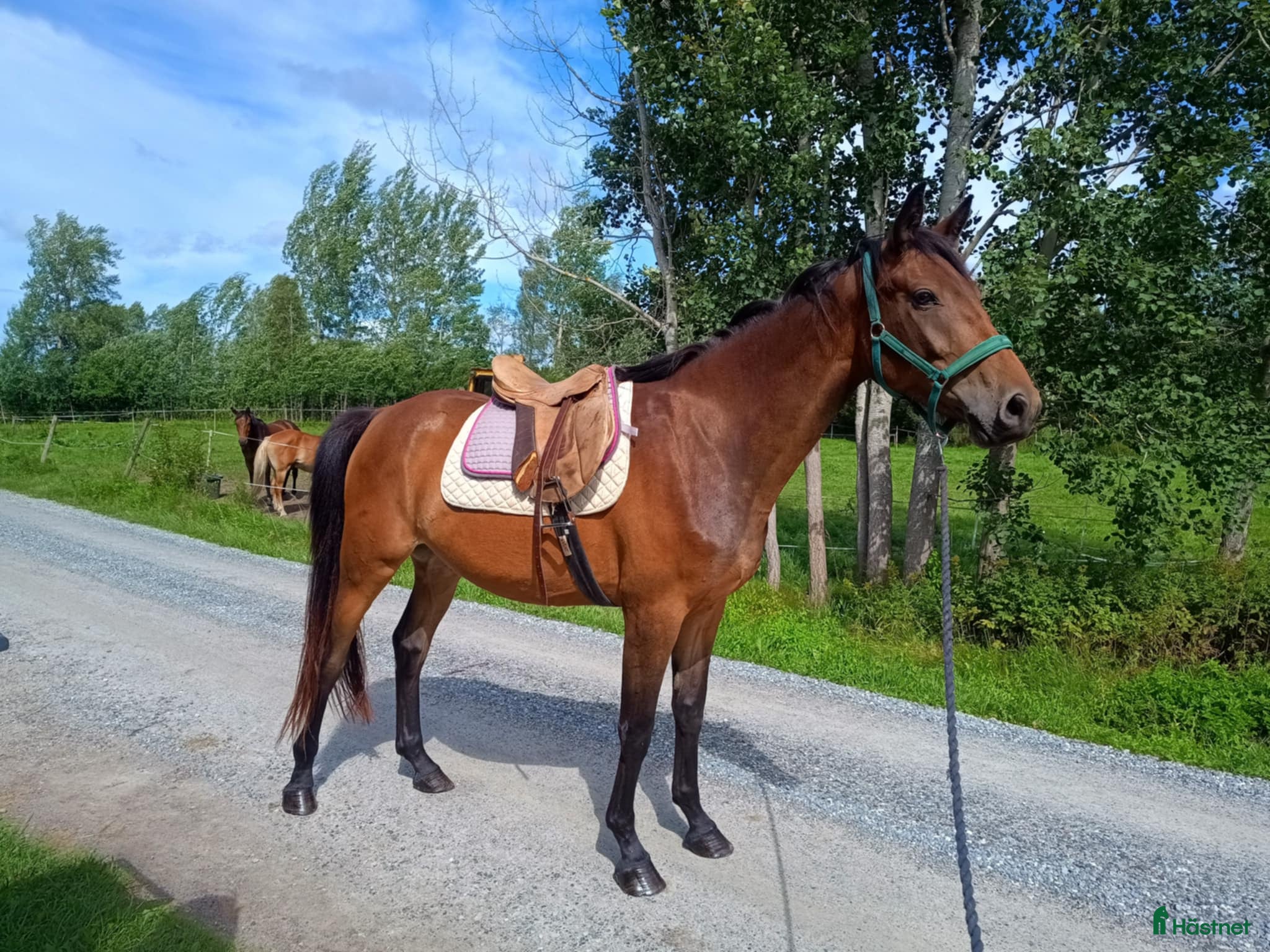  hästar Hoppämne!  i Vingåker - Annons 22