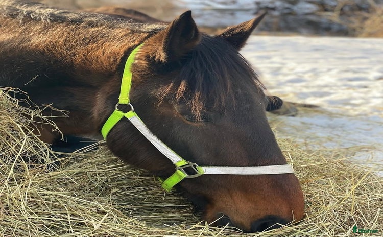  hästar Sökes akut nytt hem  i Hällefors - Annons 1