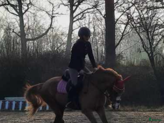 hästservice Inridning / utbildning i Munka-ljungby - Annons 22