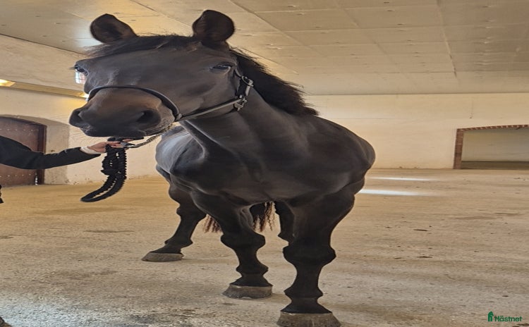  hästar *uppdaterad* 3 årig valack i Båstad - Annons 3