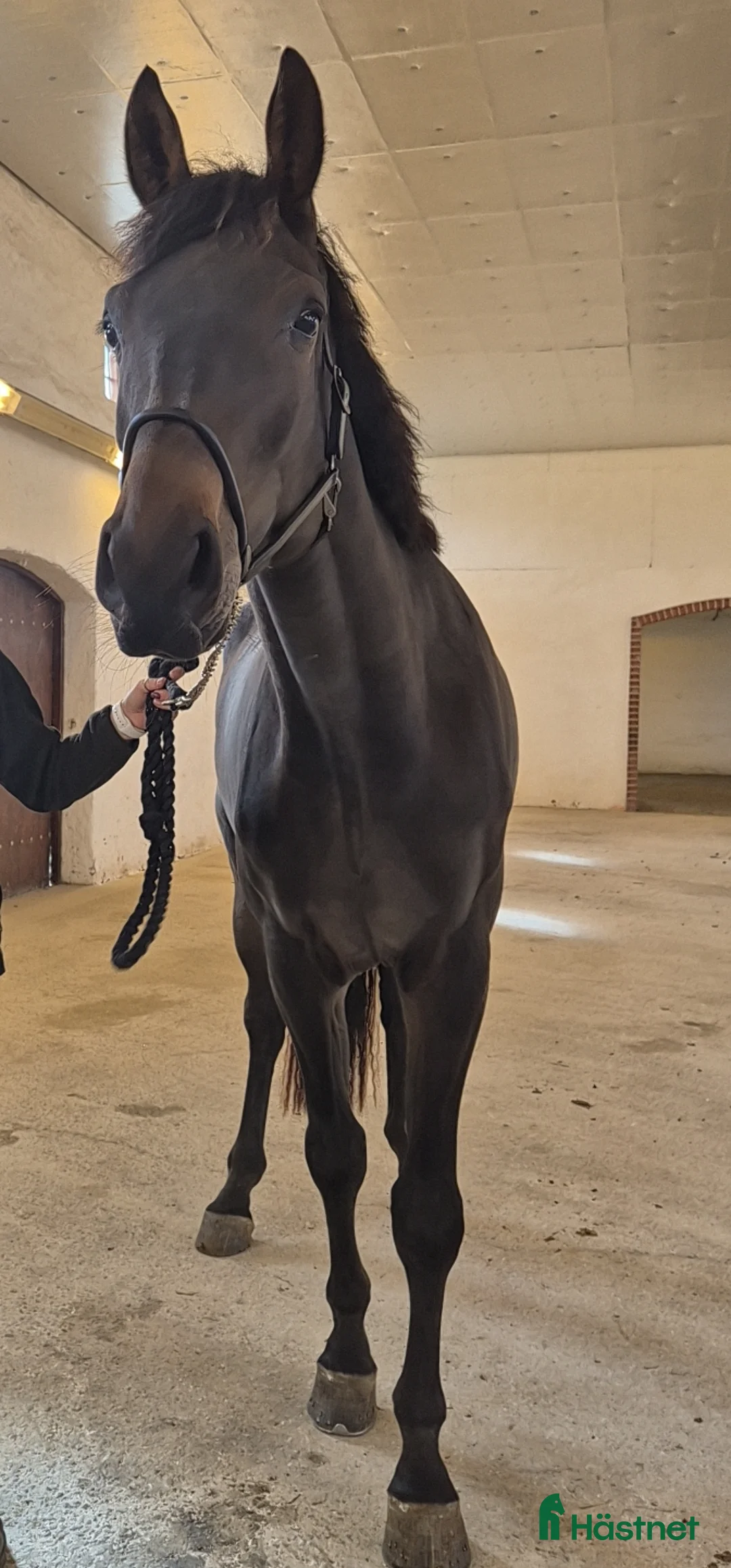 Hoppning hästar till salu: *Resarverad *uppdaterad* 3 årig valack i Båstad - Annons 1