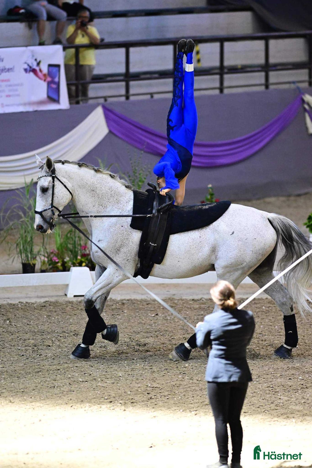 Övrigt hästar till salu: Iögonfallande bästis söker nya äventyr i Märsta - Annons 2