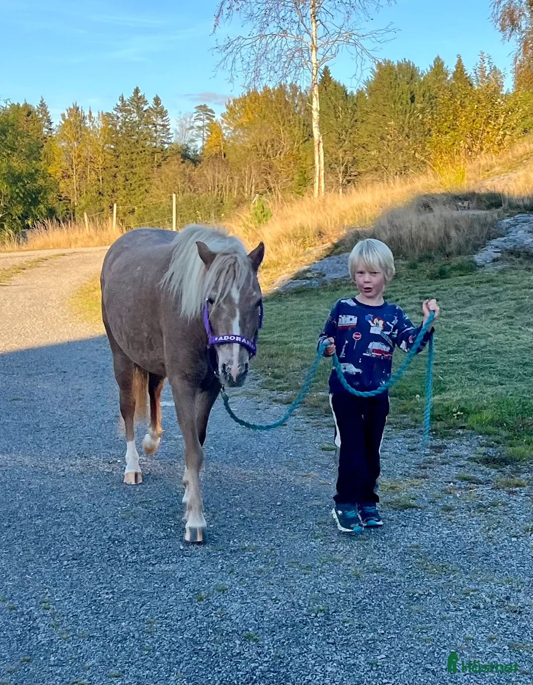 Allround hästar till salu: Betäckt American curly ponny - Annons 2