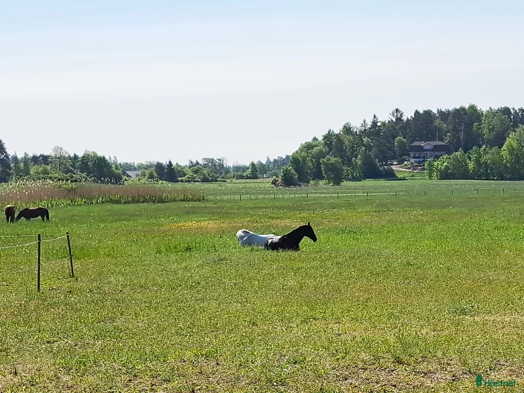  stallplats finnes: Stall Berga gård 17 km från Brommaplan - Annons 4