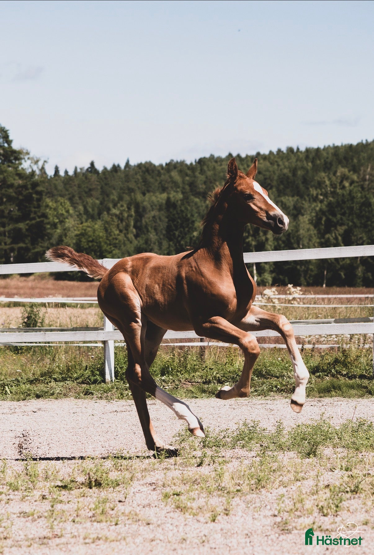  hästar Hingstföl e Donkey Boss - Annons 1