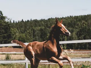 hästar Hingstföl e Donkey Boss - Annons 1