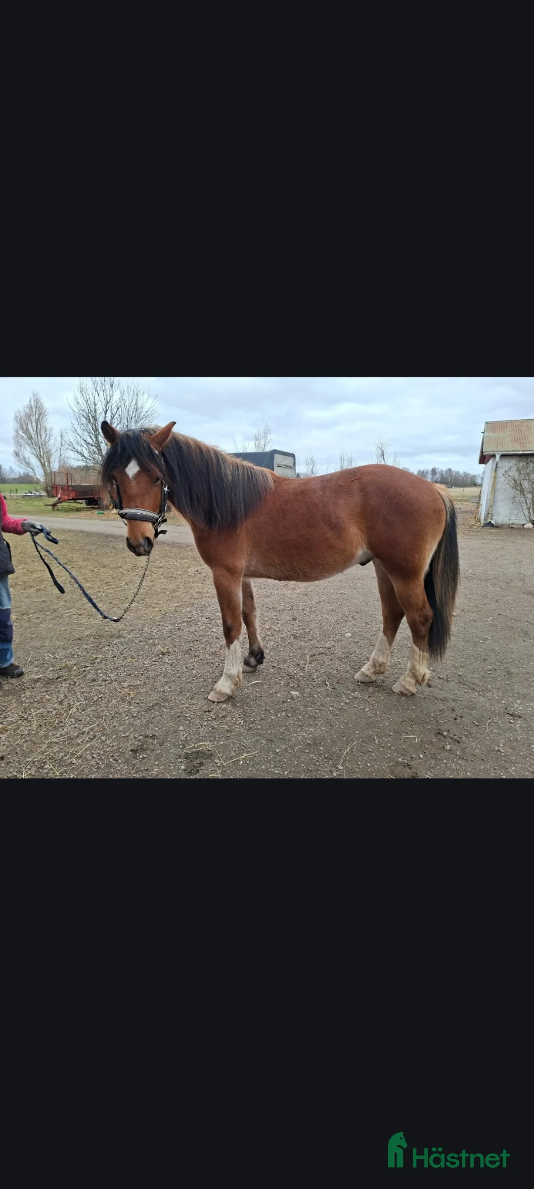 Allround hästar till salu: 2årig Valack  i Kvänum - Annons 2