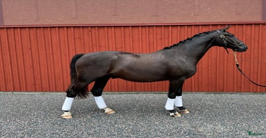  hästar i Norrköping - Annons 6