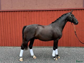 hästar SWB-valack, INRIDEN - Annons 4