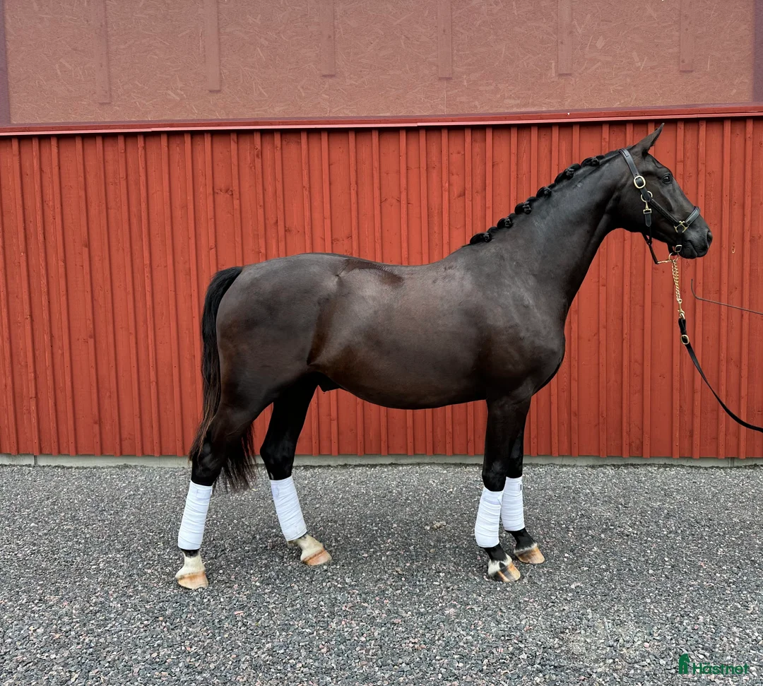 Dressyr hästar till salu:  SWB-valack, INRIDEN - Annons 1