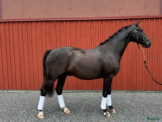 hästar SWB-valack, INRIDEN - Annons 2