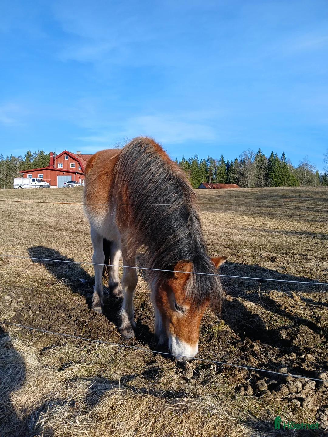 Allround hästar till salu: Söt unghingst - Annons 4