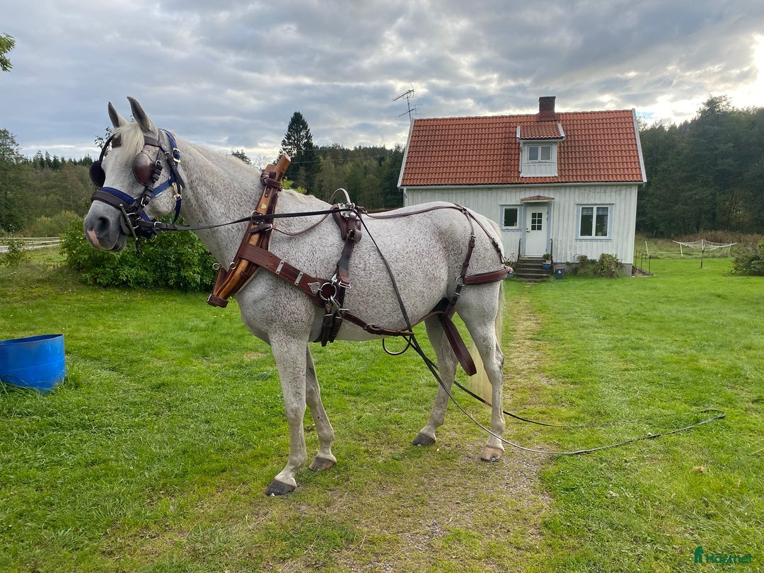 Körselar körning till salu: Komplett nästan ny Svenljunga sele med huvudlag i Kungälv - Annons 10